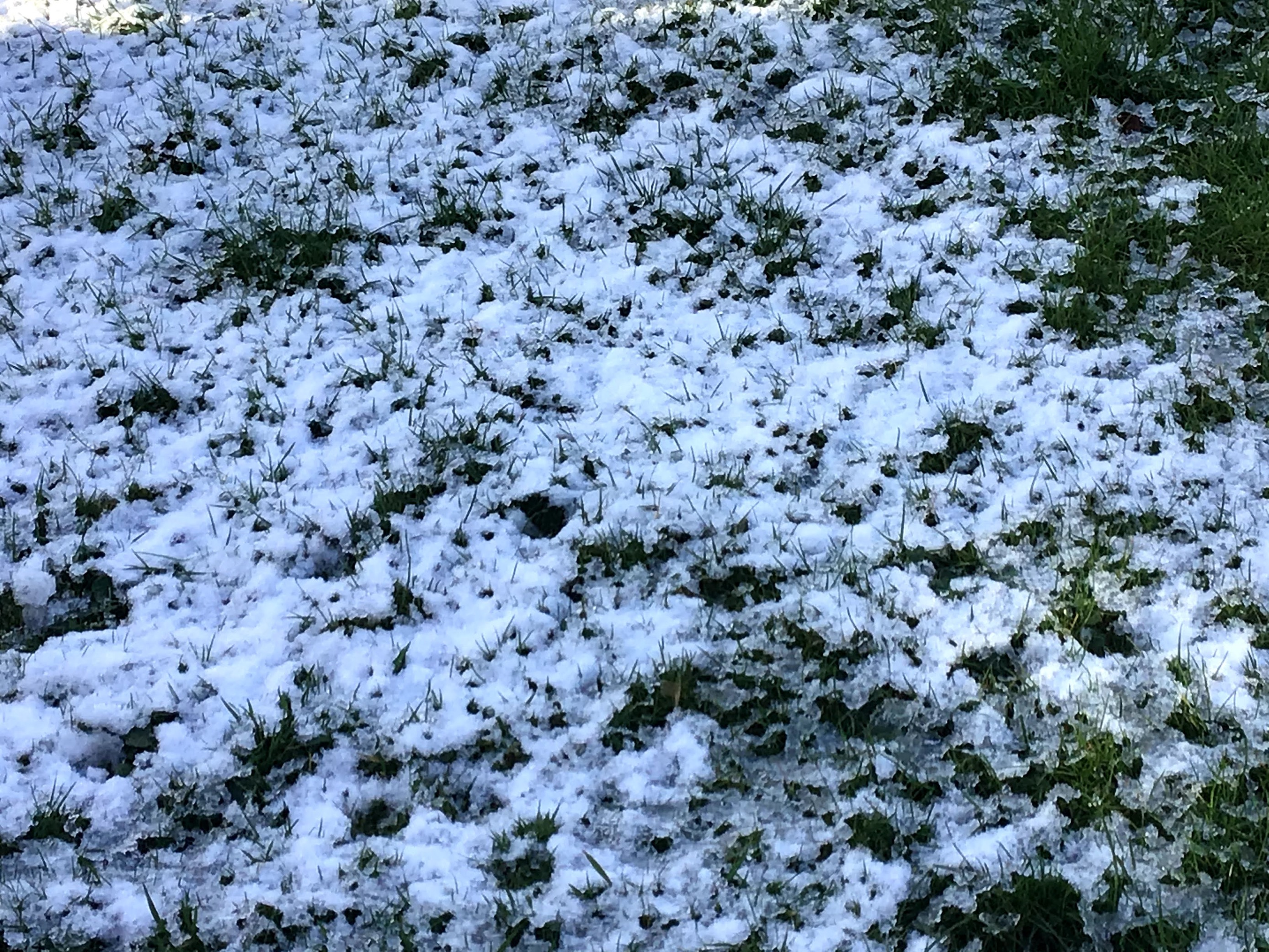 Snowy Grass